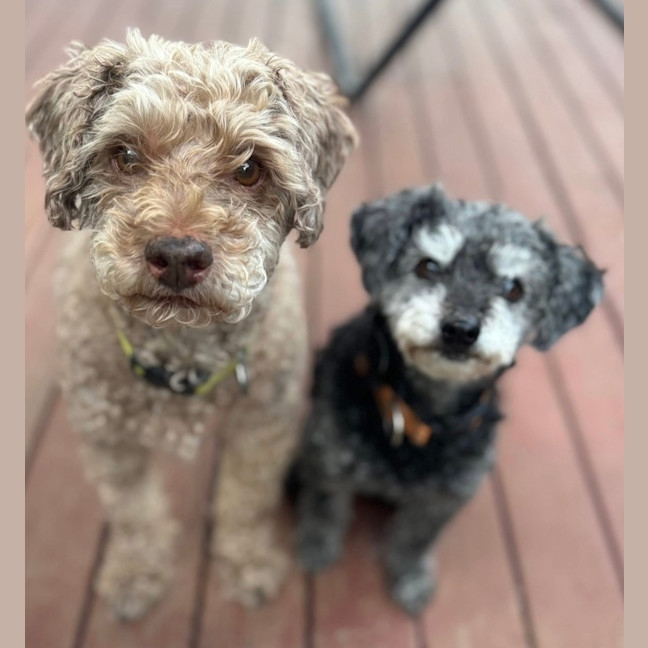 Photo of Milo & Meme 