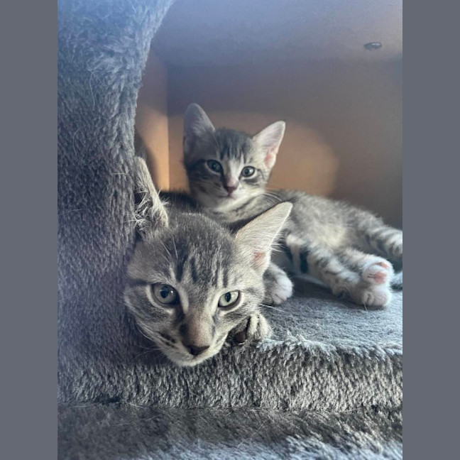 Photo of Lily   Located In Bentleigh East