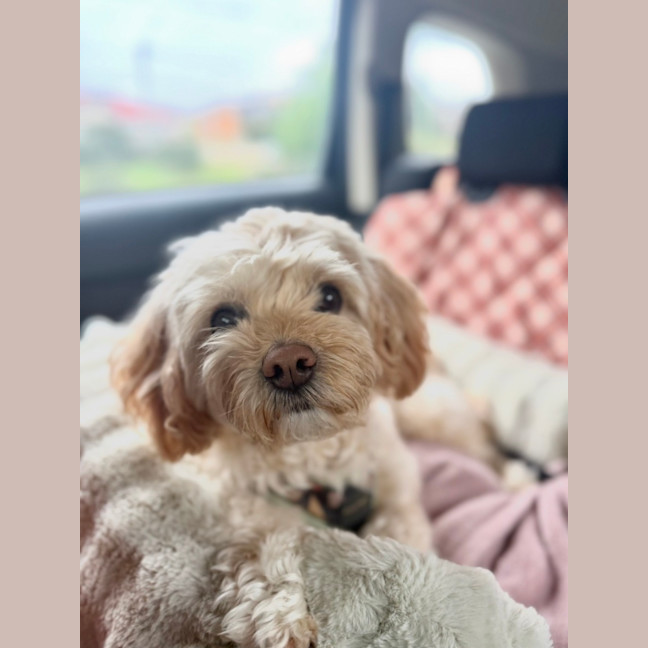 Photo of Asher