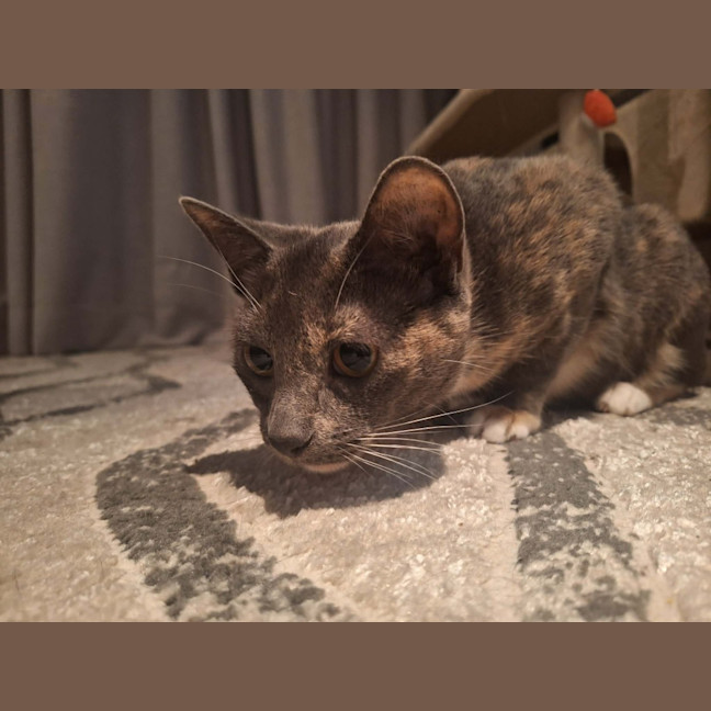 Photo of Sassafras