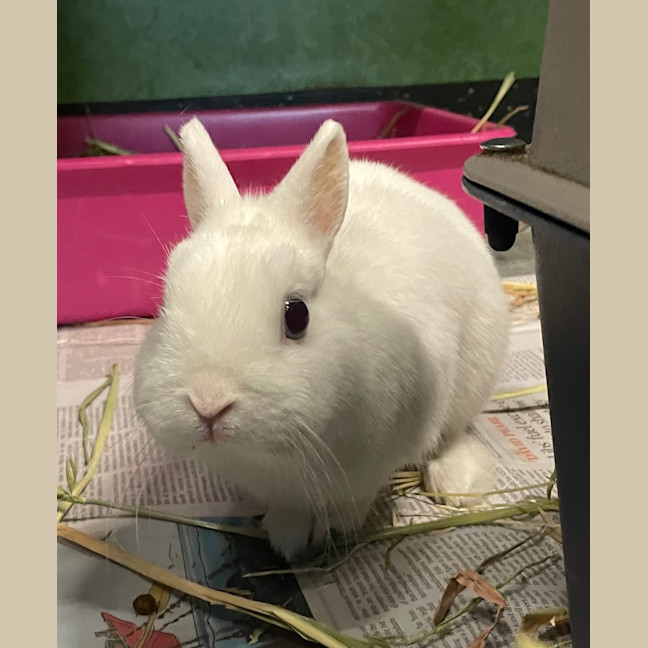 Photo of Beethoven (Bonded To Domino)