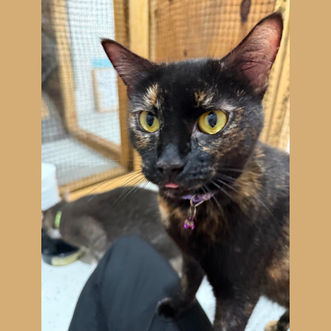 Photo of Yo Yo Mashed Potato + Mew Mew Pa Choo