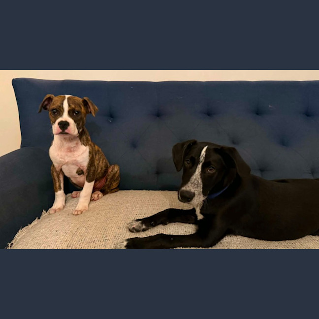 Photo of Ralph   12 Week Old American Bulldog X