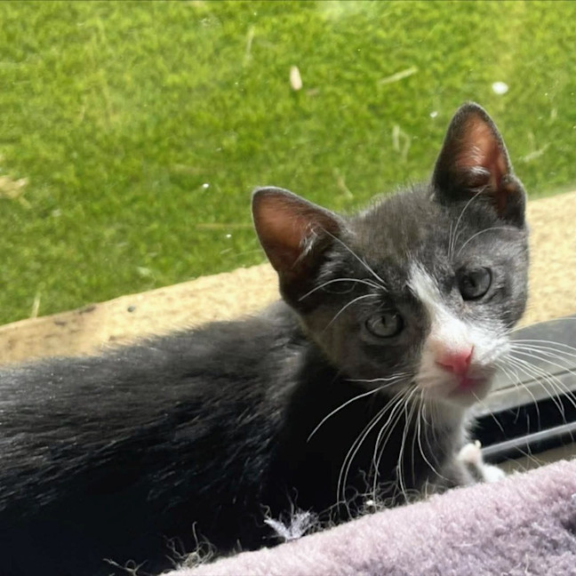 Photo of Zorro