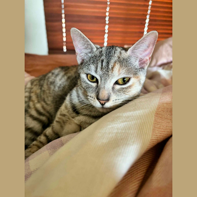 Photo of Talli   In Foster Care In Richmond