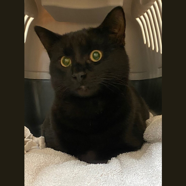Photo of Ollie