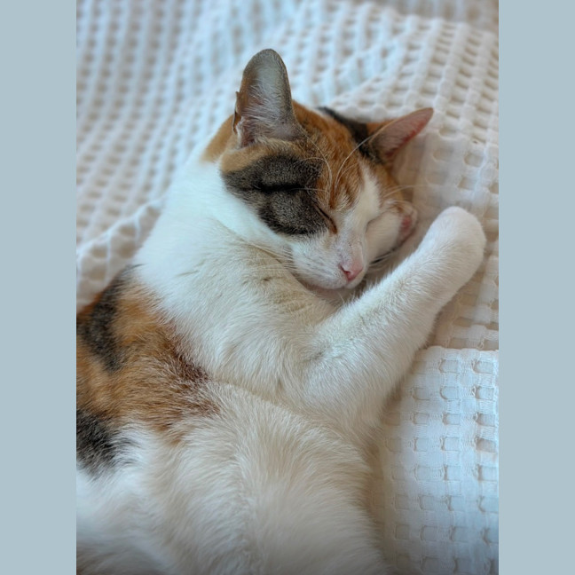 Photo of Pippa