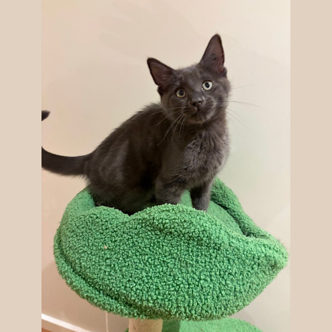 Photo of Houdini