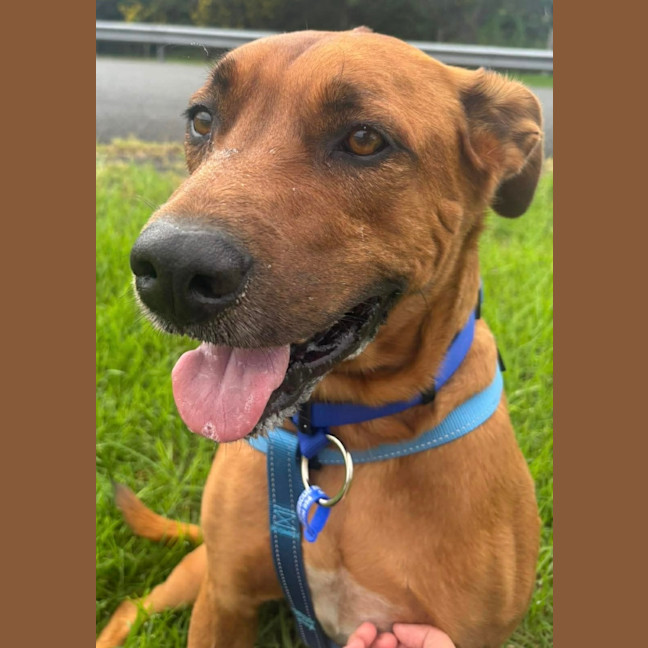 Photo of Bear   5 Year Old Ridgeback