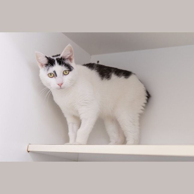 Photo of Pepe Le Pew