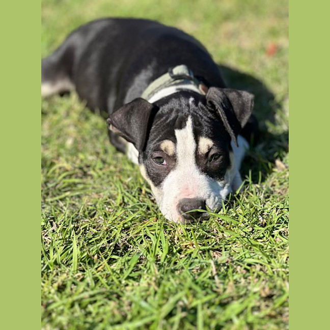 Photo of Tumtum Mc Puff