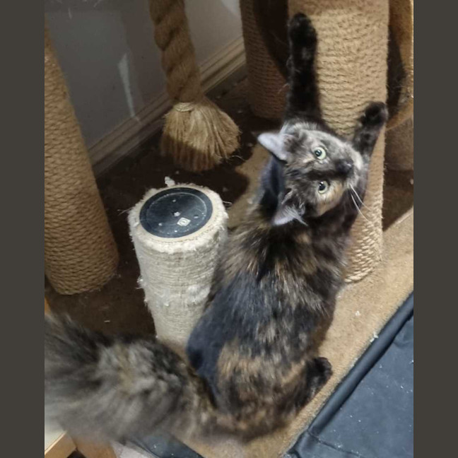 Photo of Dolly