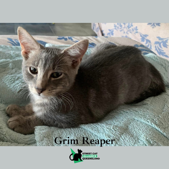 Photo of Grim Reaper