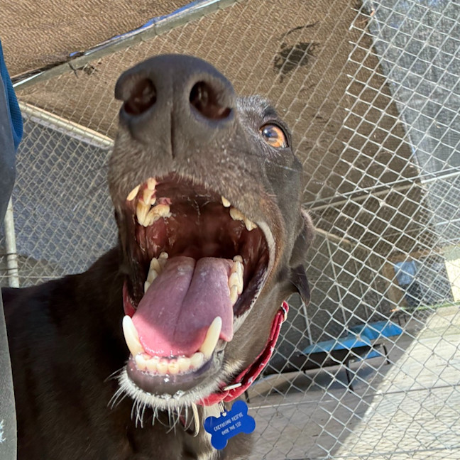 Photo of Star The Greyhound