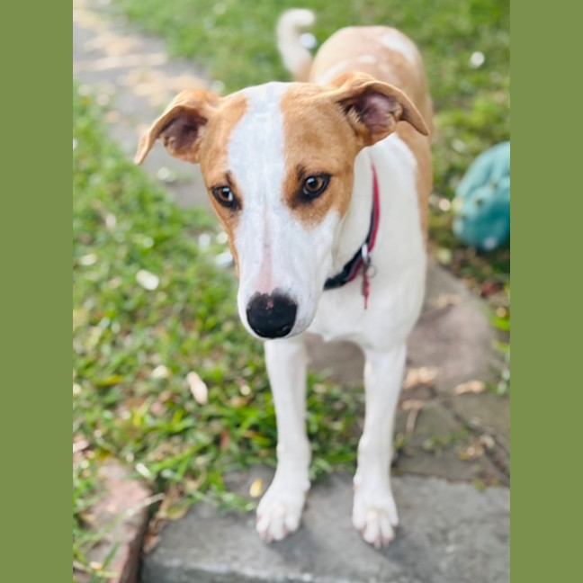 Photo of Nacho   7 Month Old Koolie X Kelpie