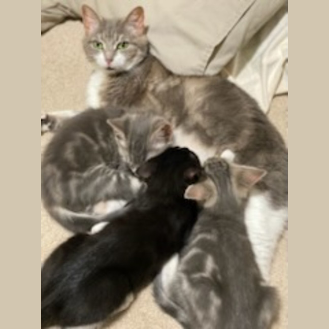 Photo of Blacky *9 Lives Project Rescue*