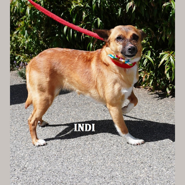 Photo of Indi