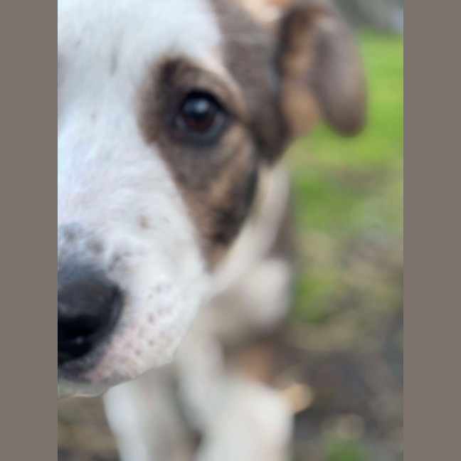 Photo of Honey