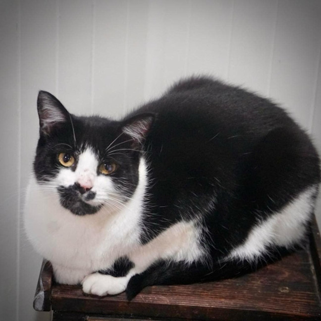 Photo of Douglas    In Foster Care In Thornbury