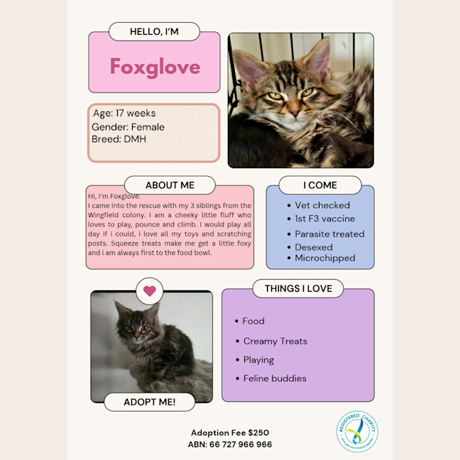 Photo of Foxglove