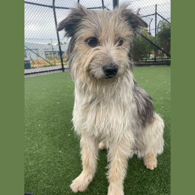 Photo of Scrappy Imp 1855