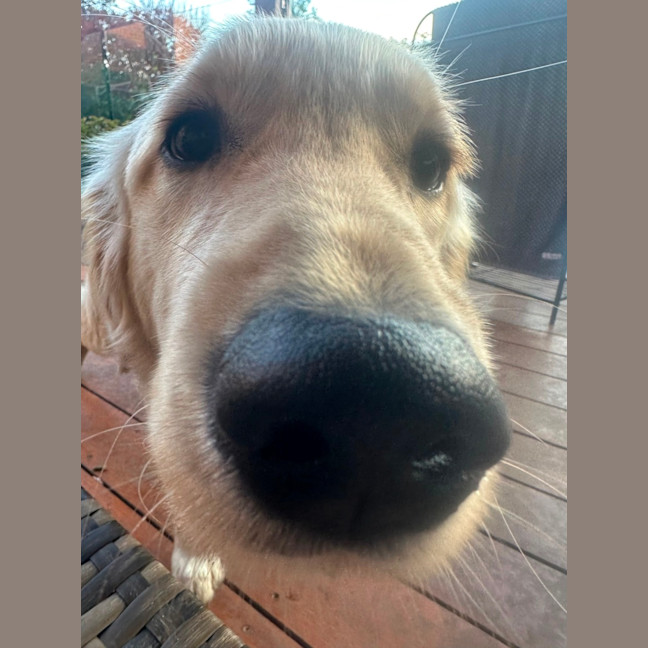 Photo of Juno