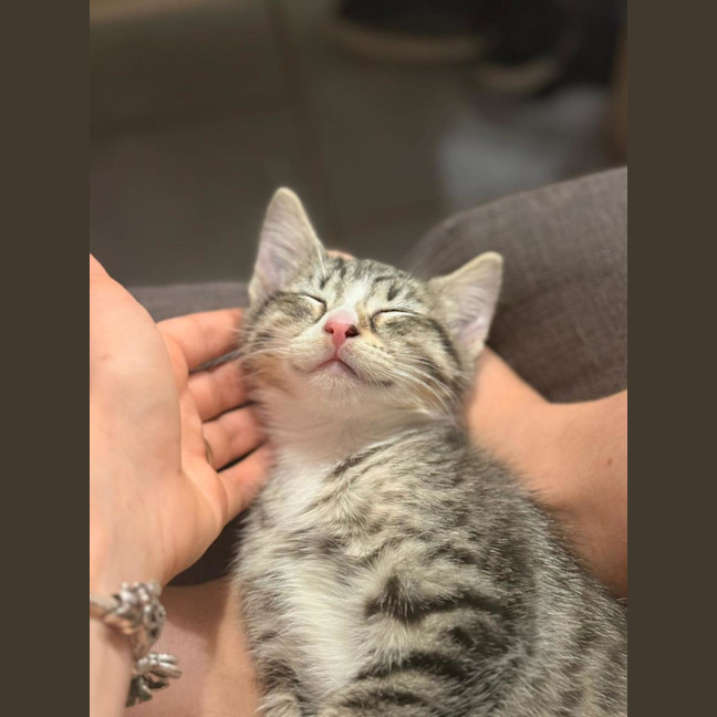 Photo of Milo