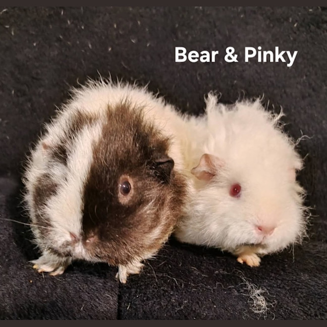 Photo of Bear & Pinky 