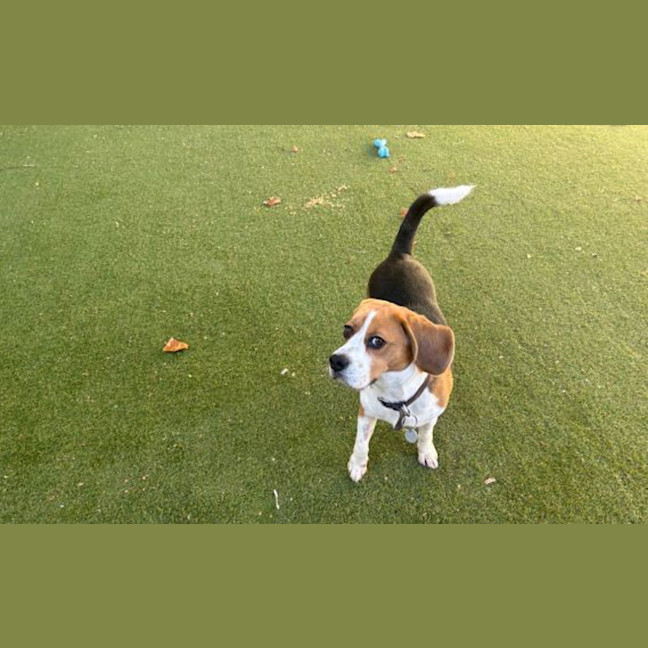 Photo of Beagley