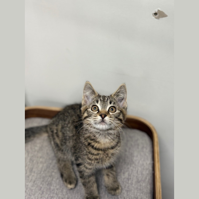 Photo of Cashmere   Burnie