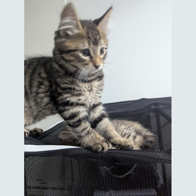 Photo of Riddle Clowder