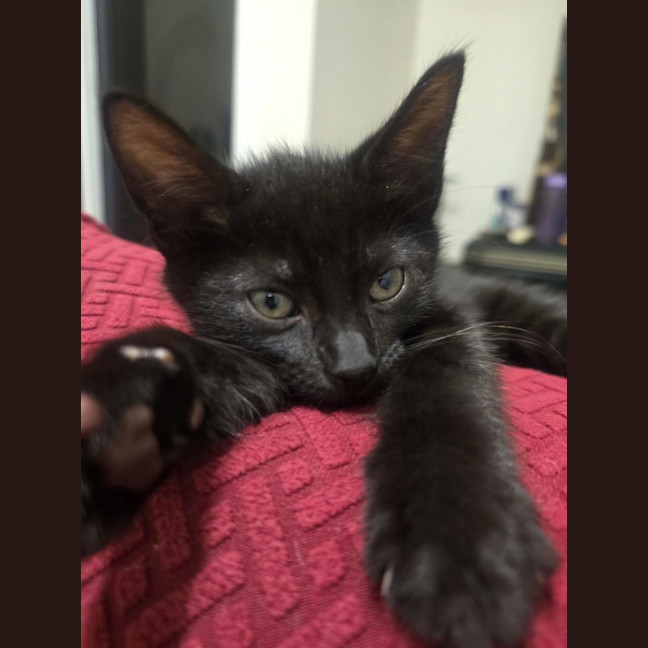 Photo of Drax   Now At Pet Quarters Rutherford