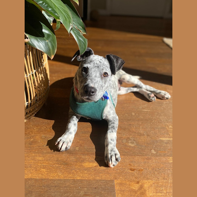 Photo of Kenny   14 Week Old Cattle Dog X