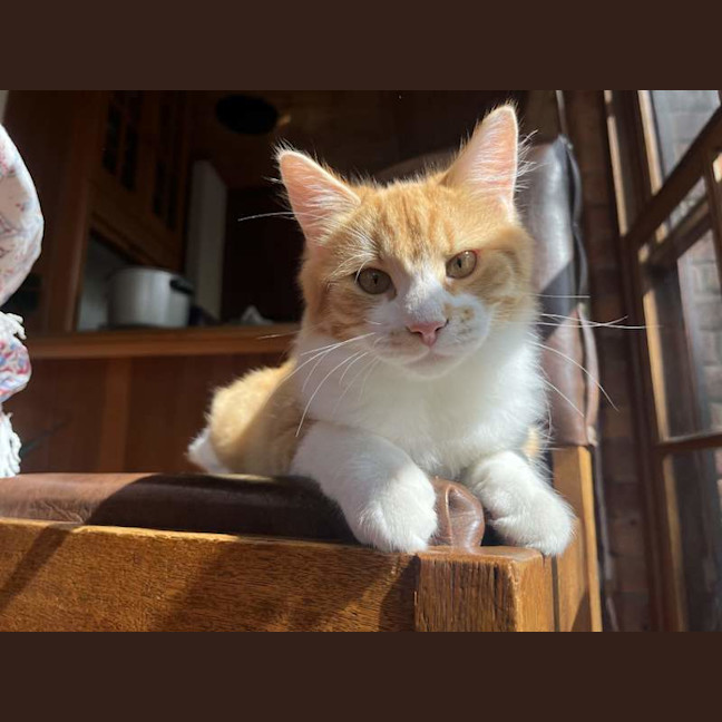 Photo of Boho
