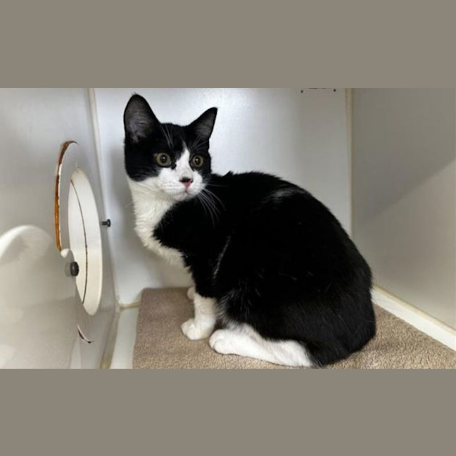 Photo of Oreo