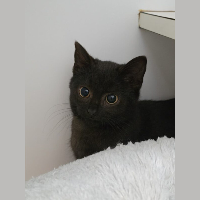 Photo of Ebony