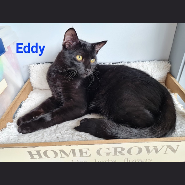 Photo of Eddy