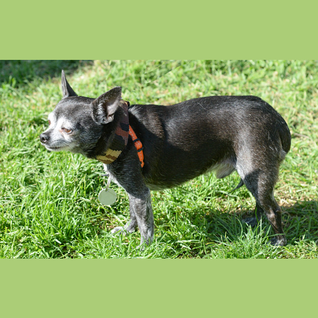 Photo of Atticus