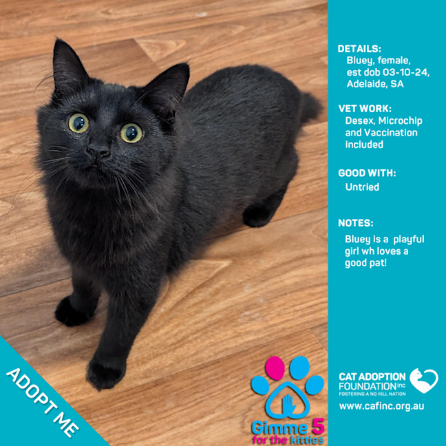 Photo of Bluey Just $100 Limited Time!