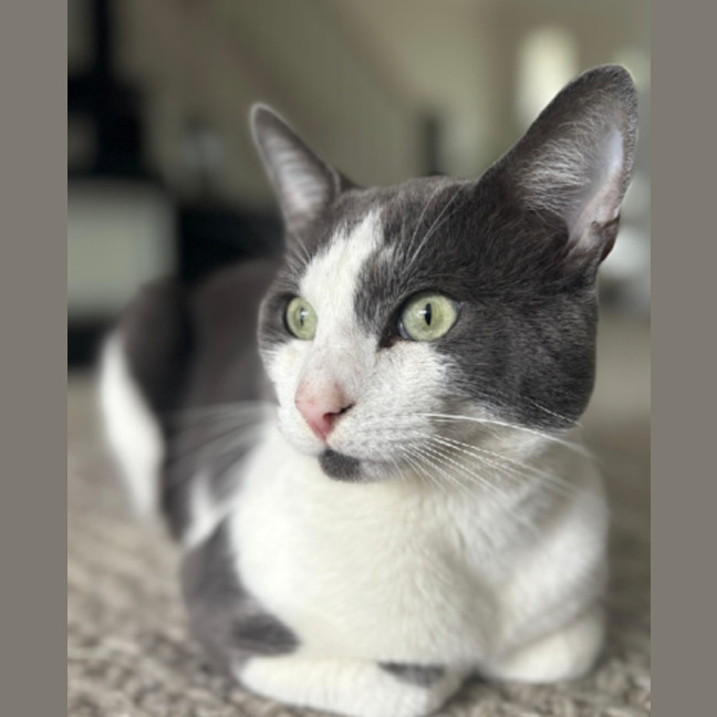 Photo of Spot