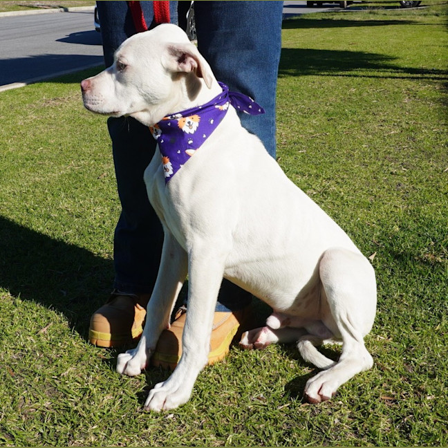 Photo of Bugsy