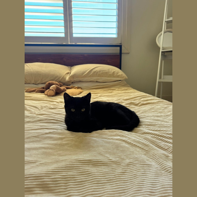 Photo of Vegemite (Binx)