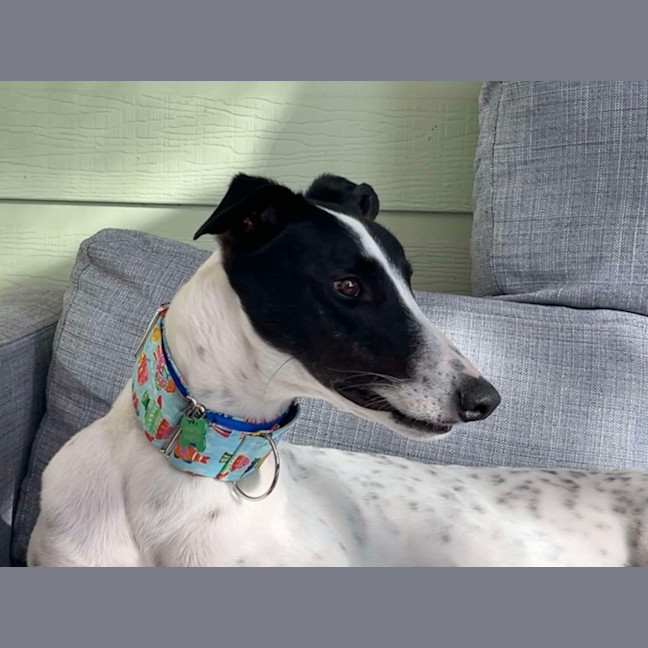 Photo of  Brian The Greyhound 