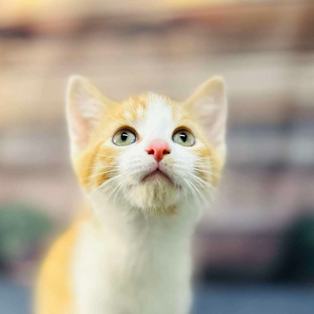 Photo of Snappa   Meet Me At Vets On Parker