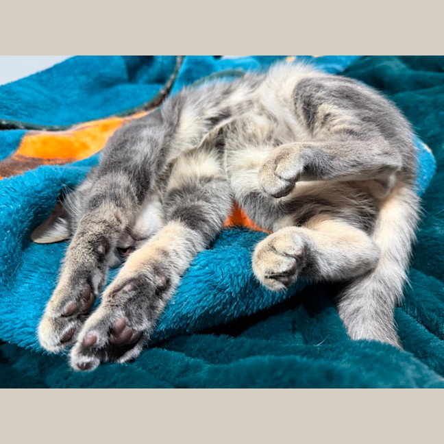 Photo of Morty