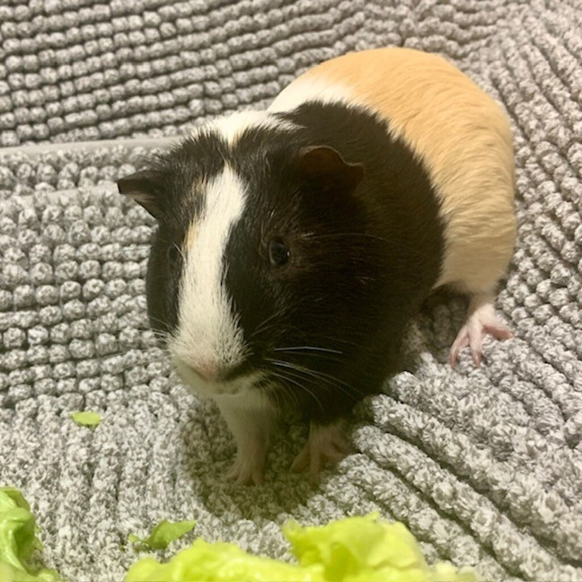 Photo of Vincent