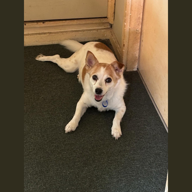 Photo of Dexter   10 Year Old Jack Russell (On Trial)