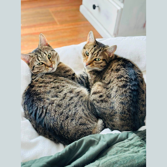 Photo of Ferris & Felix