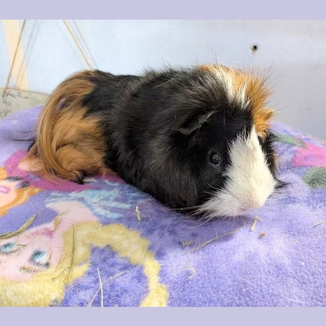 Photo of Junior