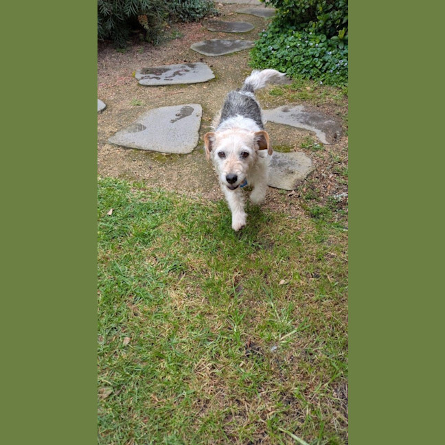 Photo of Sparky